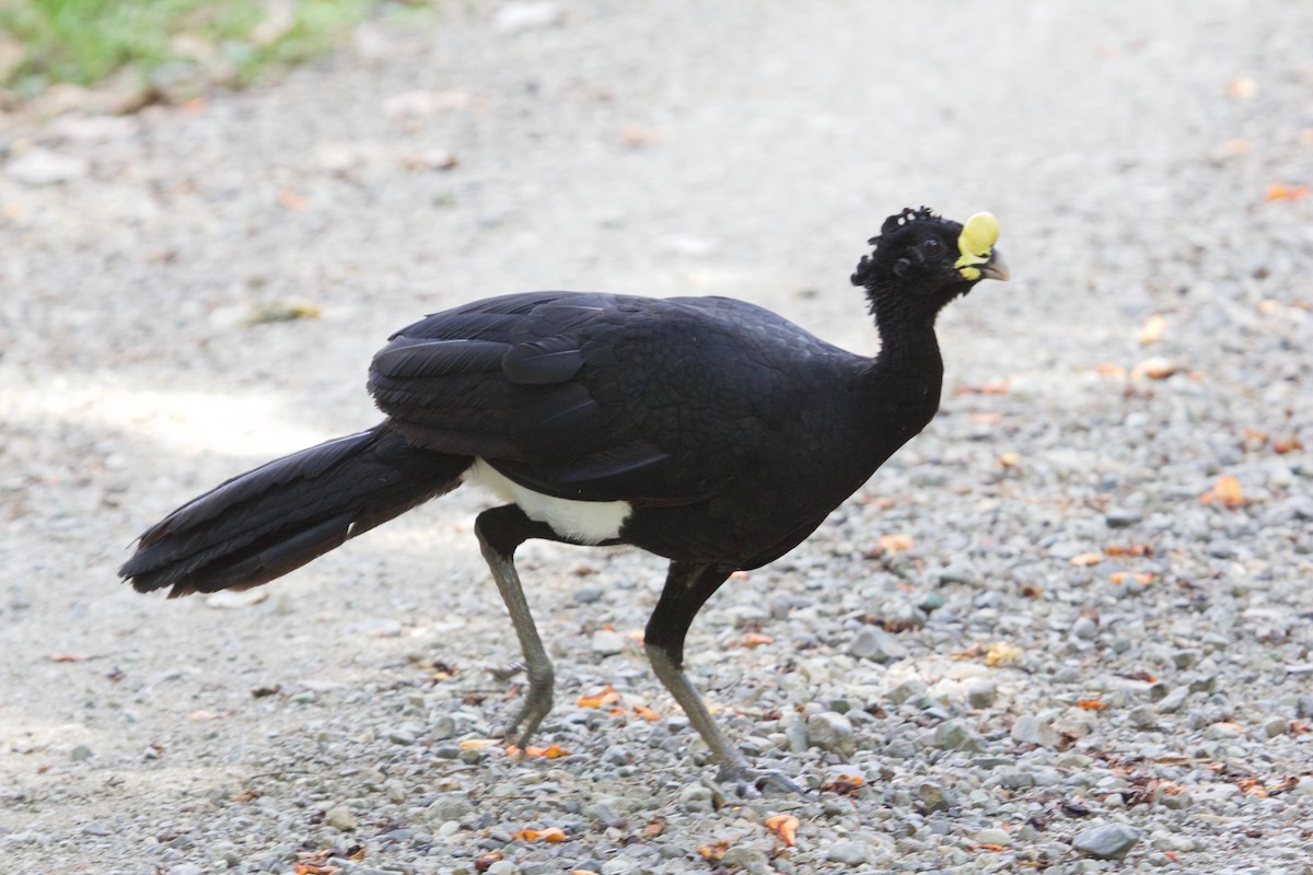 Great Curassow - Rob O'Donnell