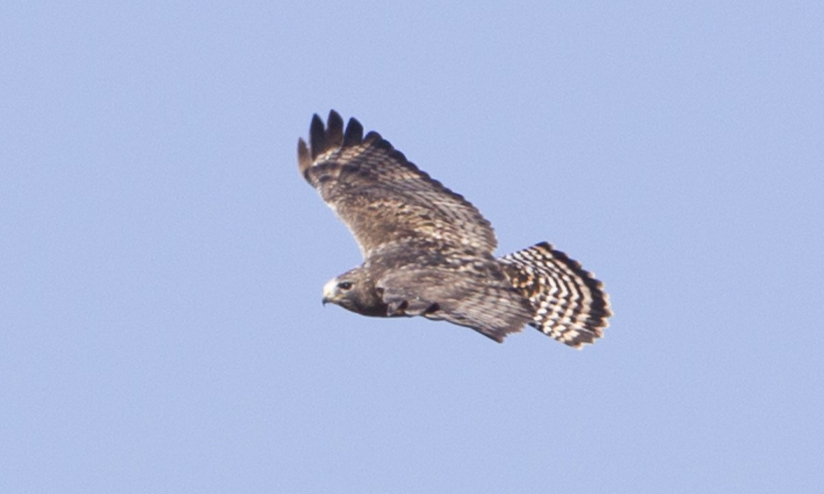 Red-tailed x Rough-legged Hawk (hybrid) - ML89956341