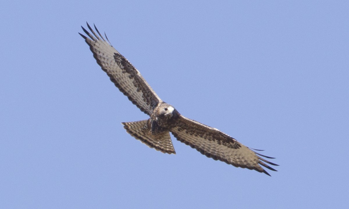 Red-tailed x Rough-legged Hawk (hybrid) - ML89956351
