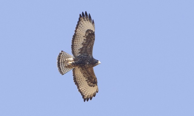 Possible Hybrid Harlan S Red Tailed Hawk X Rough Legged Hawk In Kansas Ebird