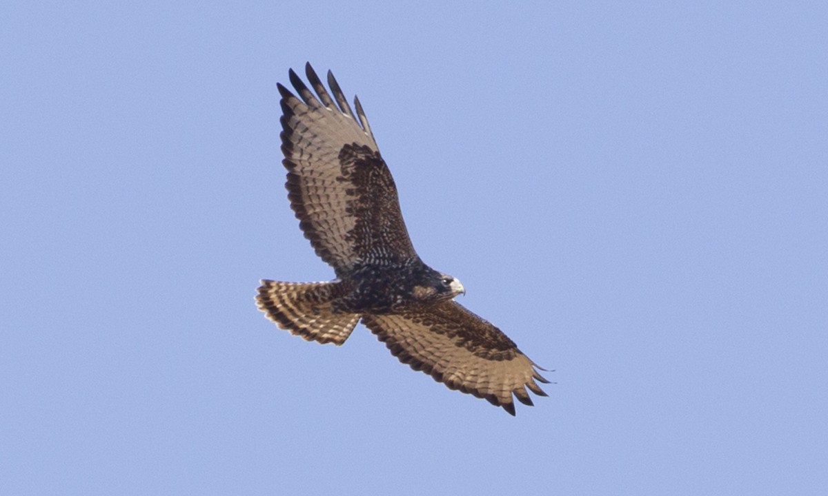 Red-tailed x Rough-legged Hawk (hybrid) - ML89956371