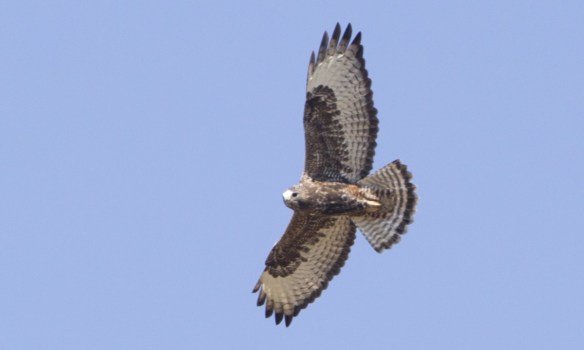 Red-tailed x Rough-legged Hawk (hybrid) - ML89956391