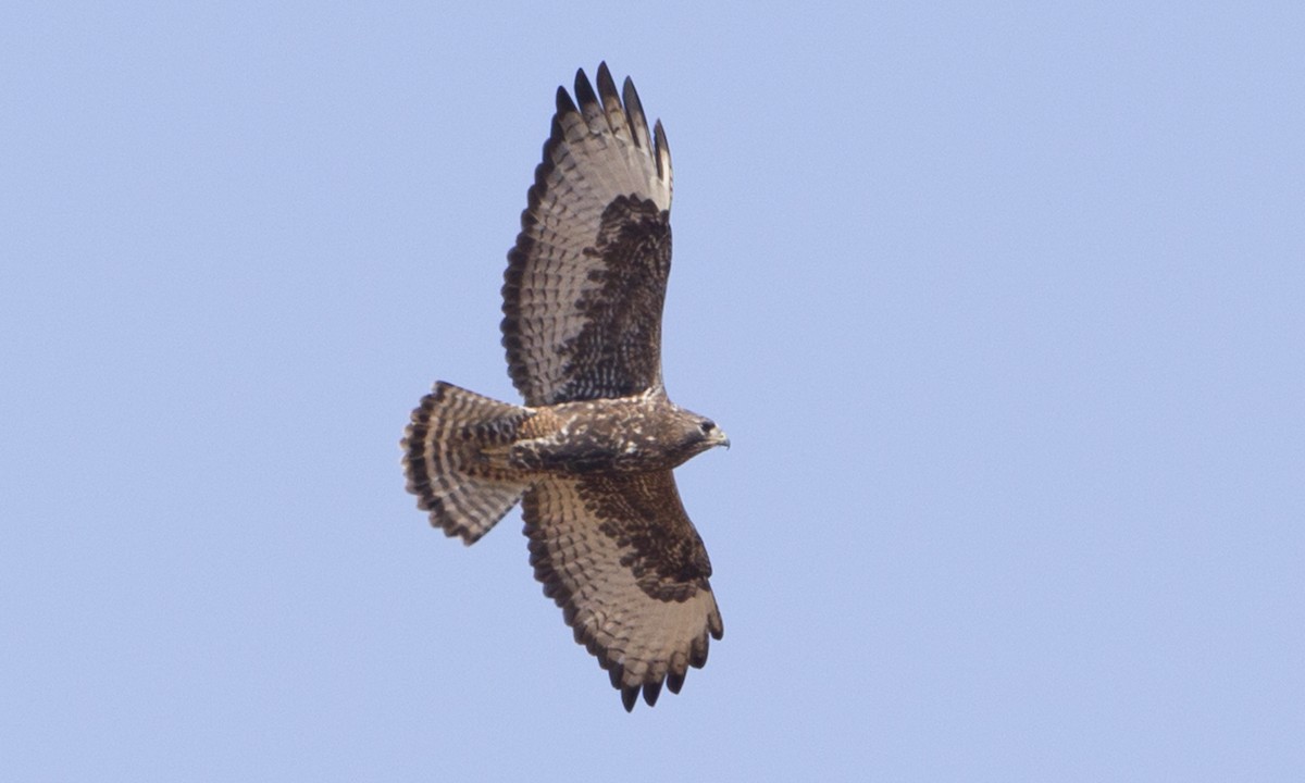 Red-tailed x Rough-legged Hawk (hybrid) - ML89956401