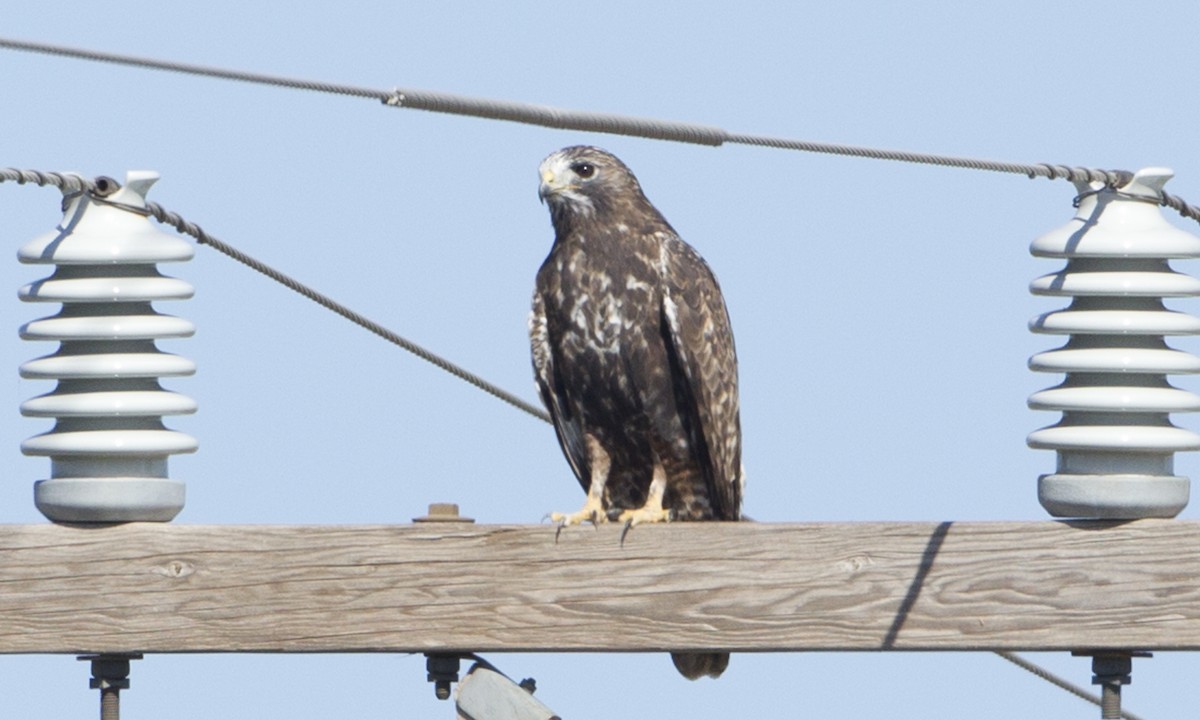 Red-tailed x Rough-legged Hawk (hybrid) - ML89956441