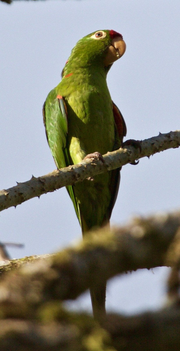 Crimson-fronted Parakeet - Rob O'Donnell