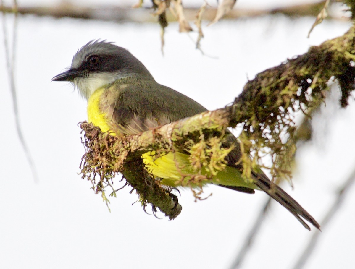 Gray-capped Flycatcher - Rob O'Donnell