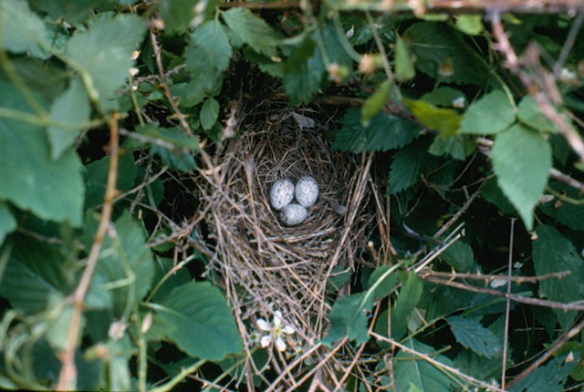 Northern Cardinal nest in bush. - Northern Cardinal - 