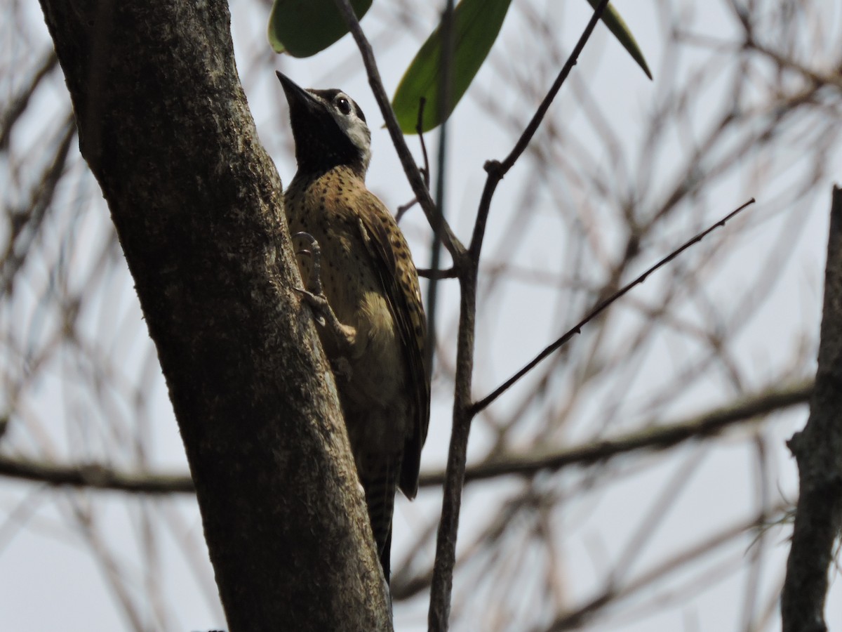 Spot-breasted Woodpecker - olmeyder rojas florez