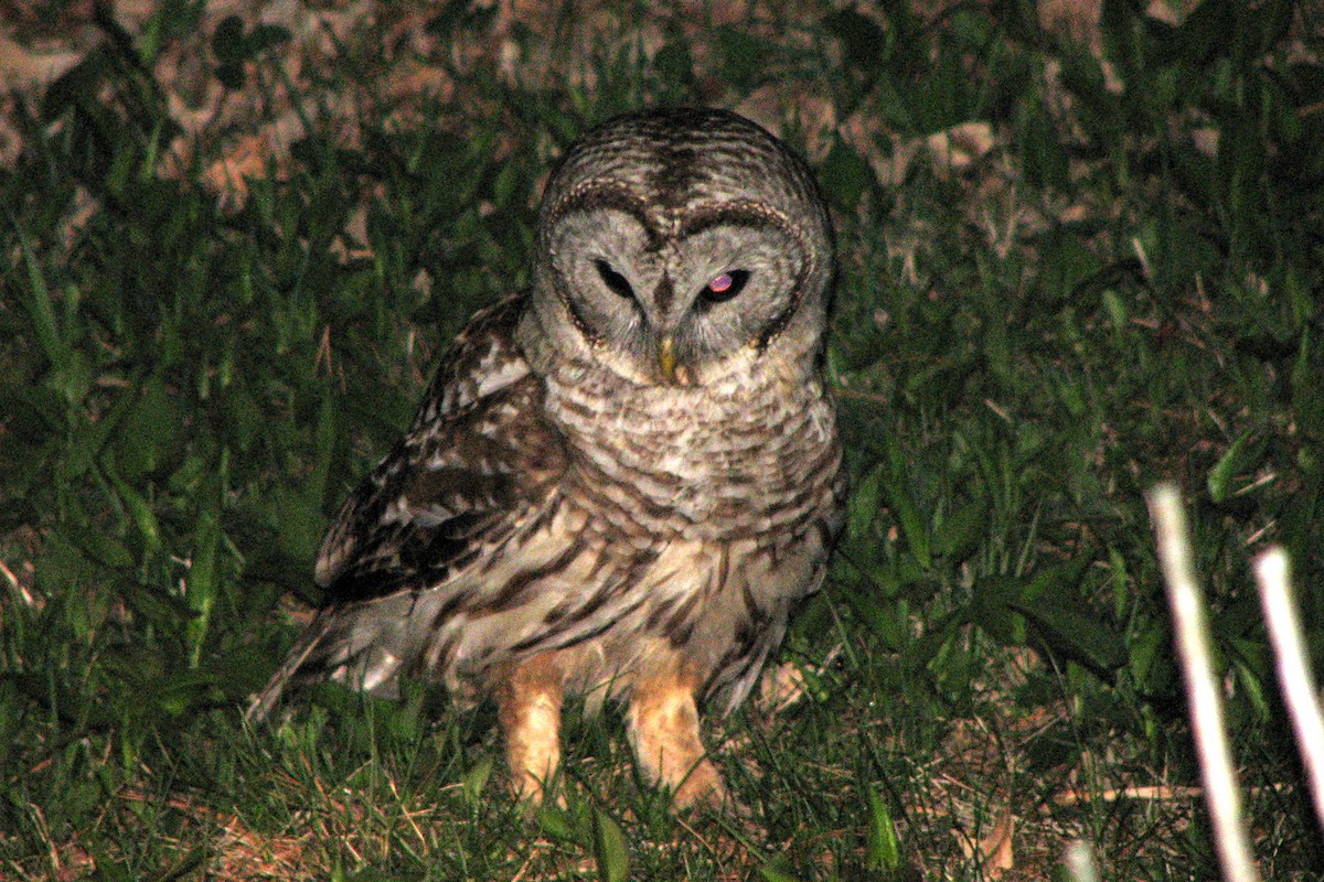 Barred Owl - ML89965081