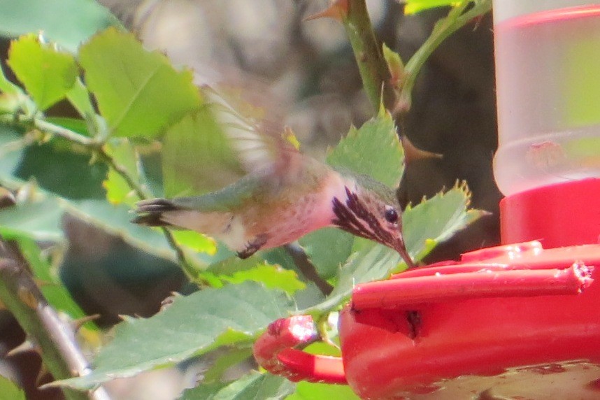 Calliope Hummingbird - Marti Horman