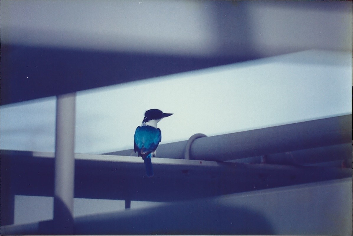 Forest Kingfisher - Raymond Nojek