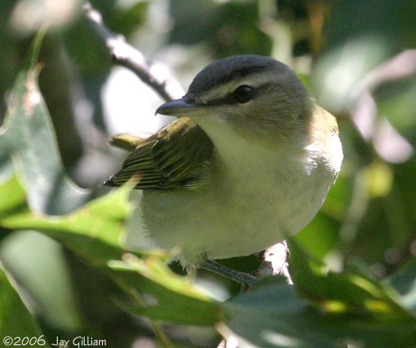 Red-eyed Vireo - Jay Gilliam