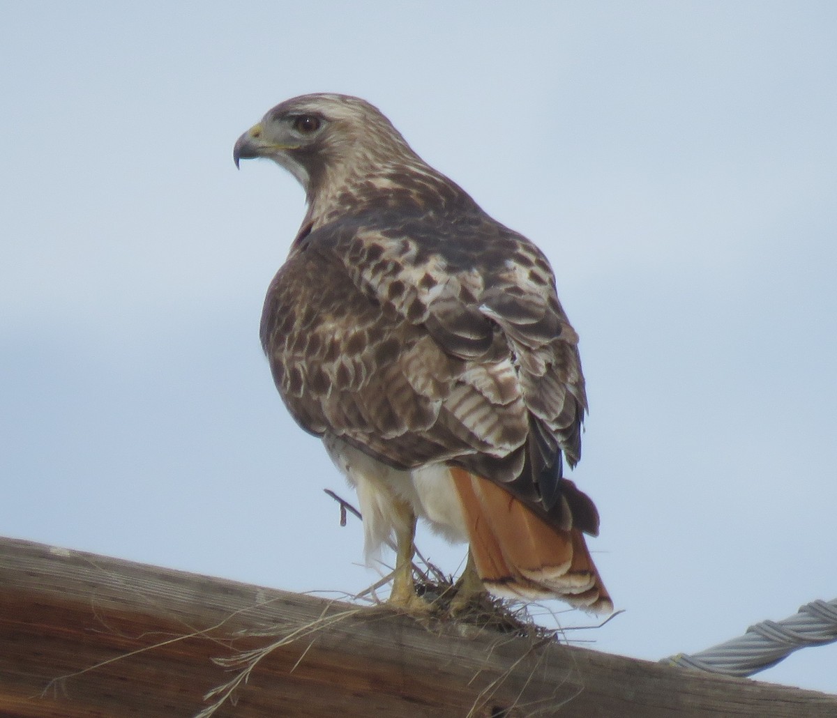 Red-tailed Hawk - ML89974261