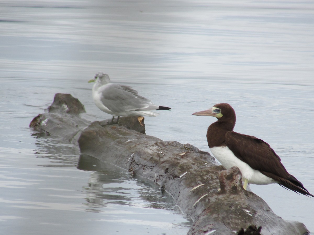 Brown Booby - ML89977471