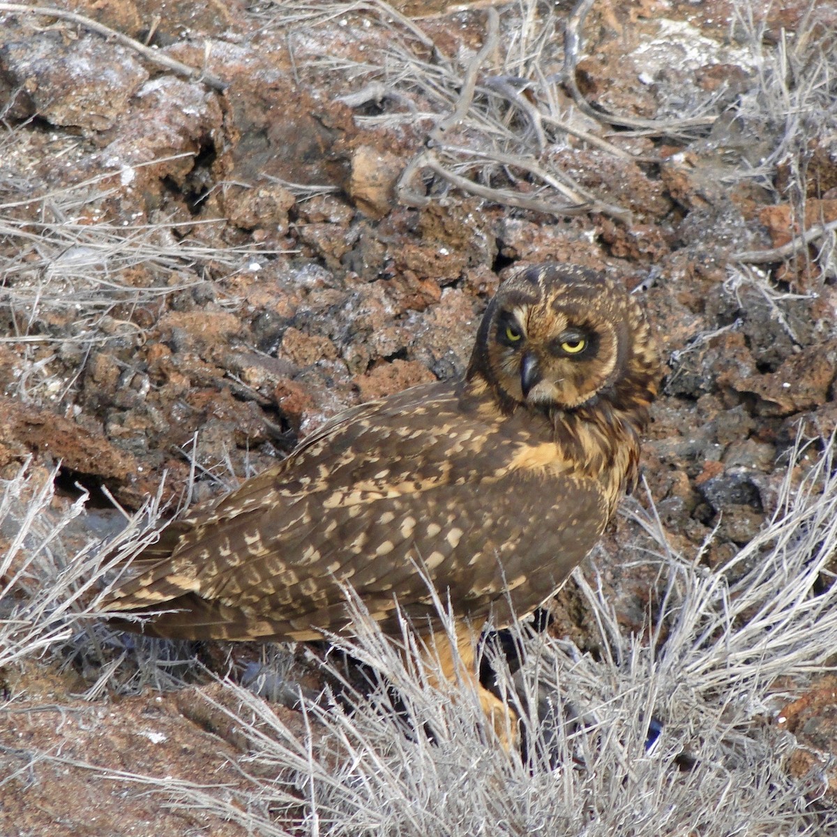 Short-eared Owl - ML89978051