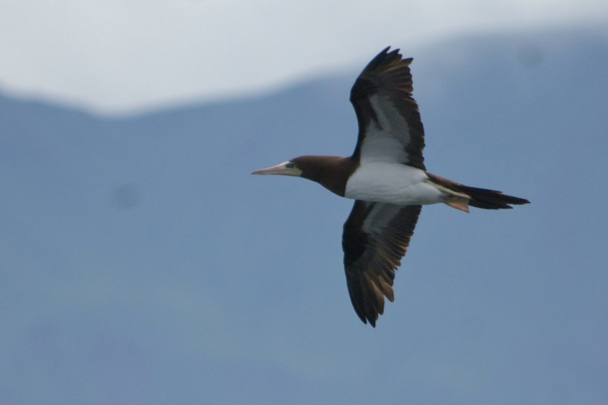 Brown Booby - ML89978381