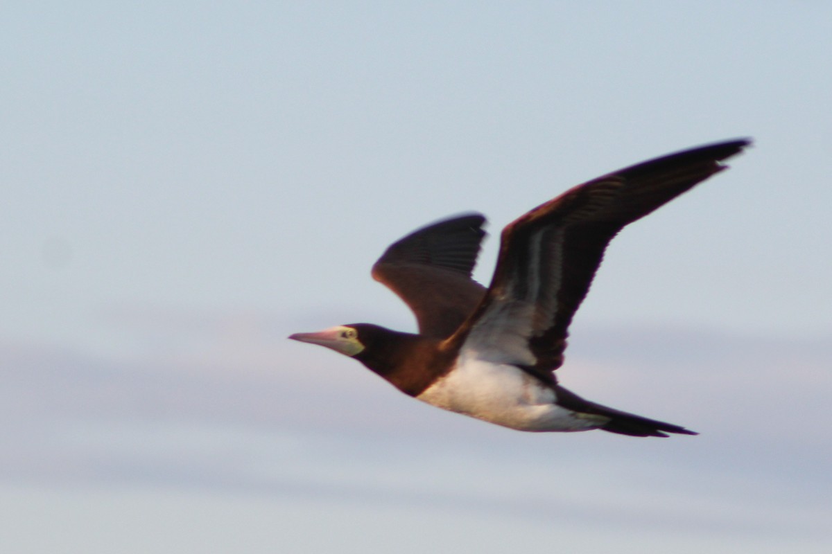 Brown Booby - ML89980071