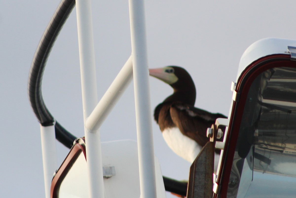 Brown Booby - ML89980081
