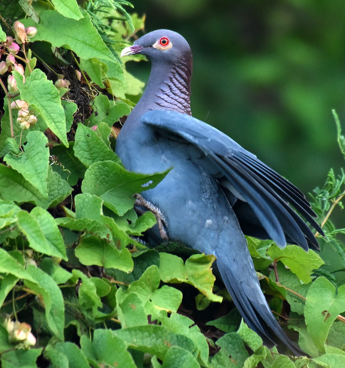 Scaly-naped Pigeon - ML89981041