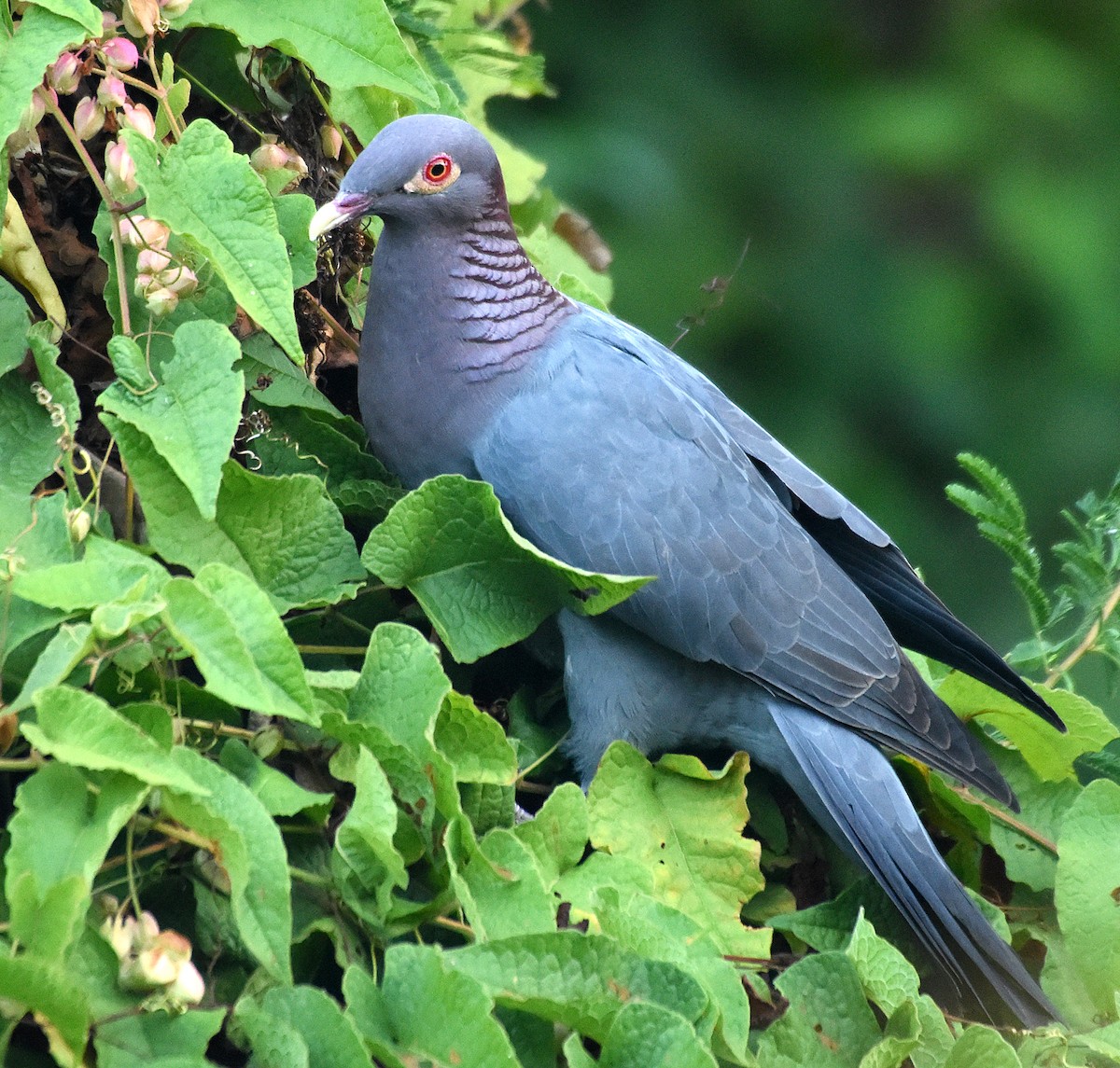 Scaly-naped Pigeon - Steven Mlodinow