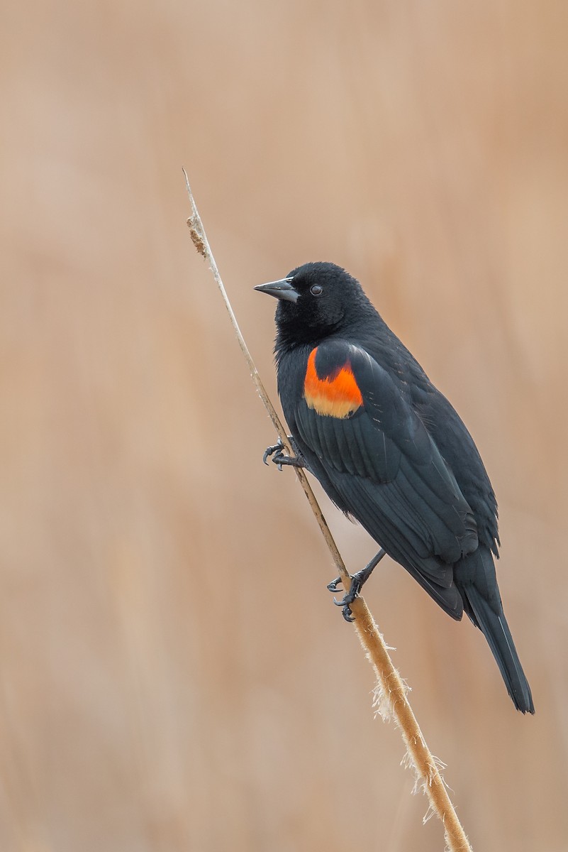 Red-winged Blackbird - Jeff Bleam