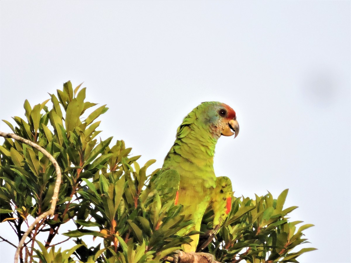 Red-tailed Parrot - ML89987381