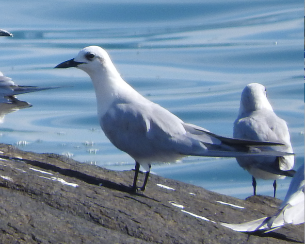 Gull-billed Tern - Michelle Bélanger