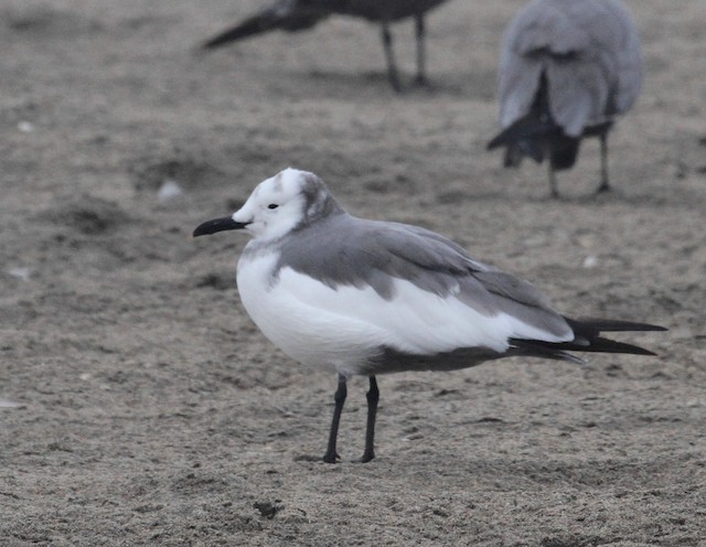 Partially leucistic lateral view. - Gray Gull - 