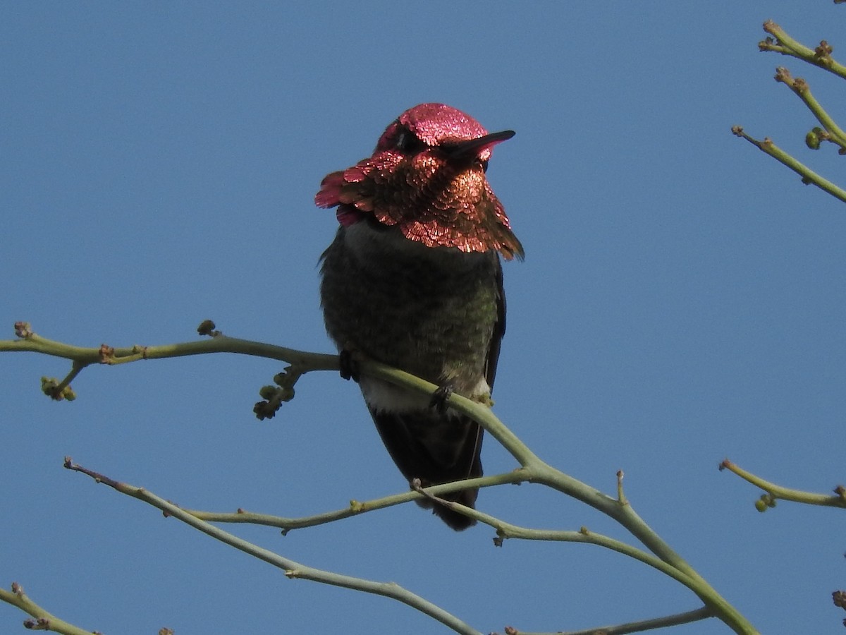 Anna's Hummingbird - ML89992551