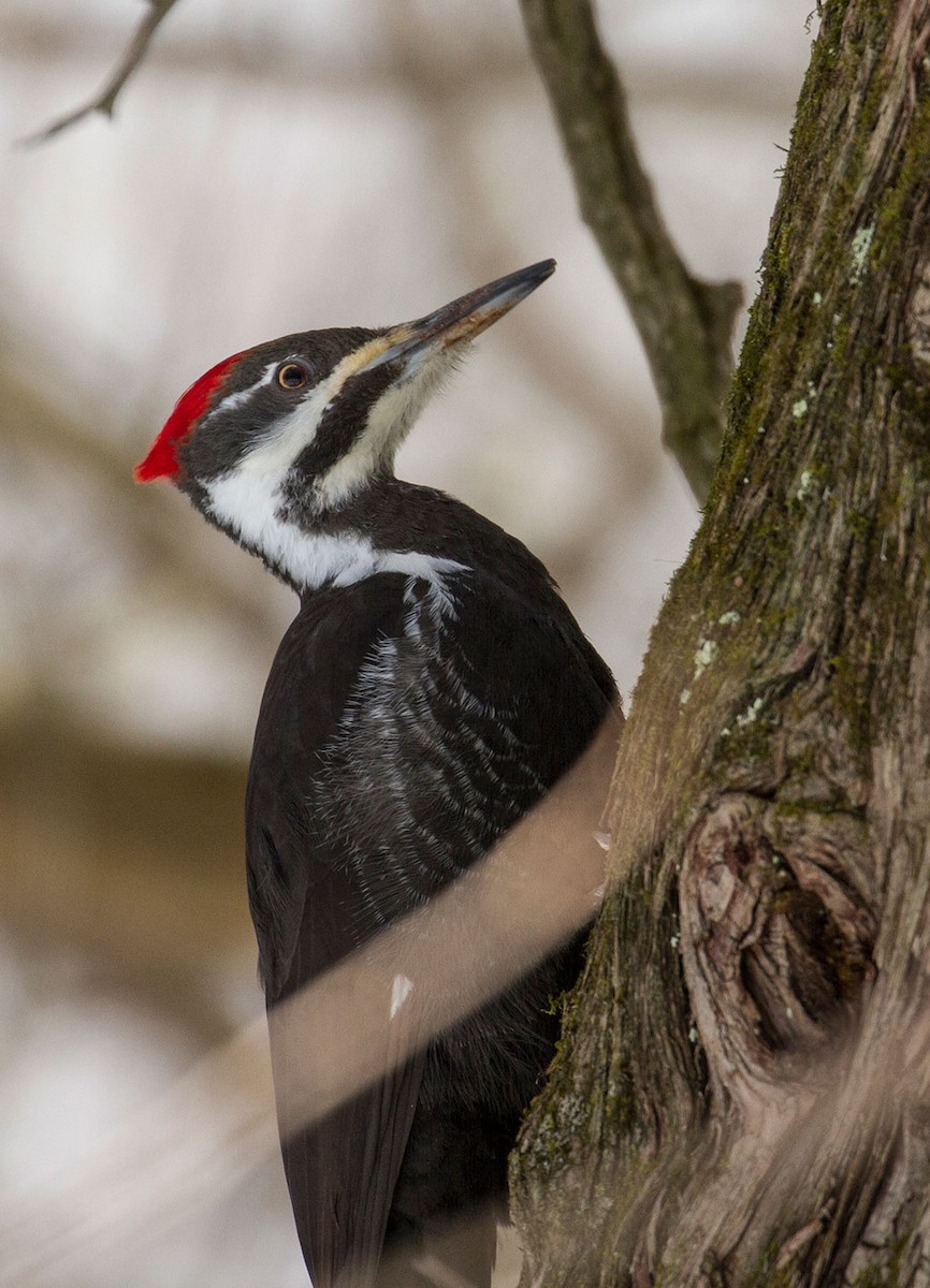 Pileated Woodpecker - Guylaine Tremblay