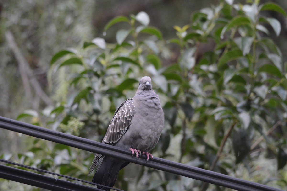 Spot-winged Pigeon - Pablo Brandolin