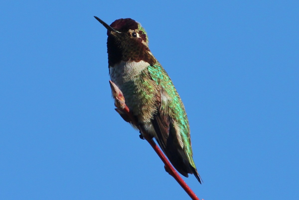 Anna's Hummingbird - John F. Gatchet