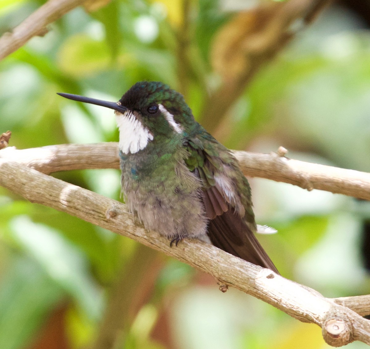 White-throated Mountain-gem - Rob O'Donnell