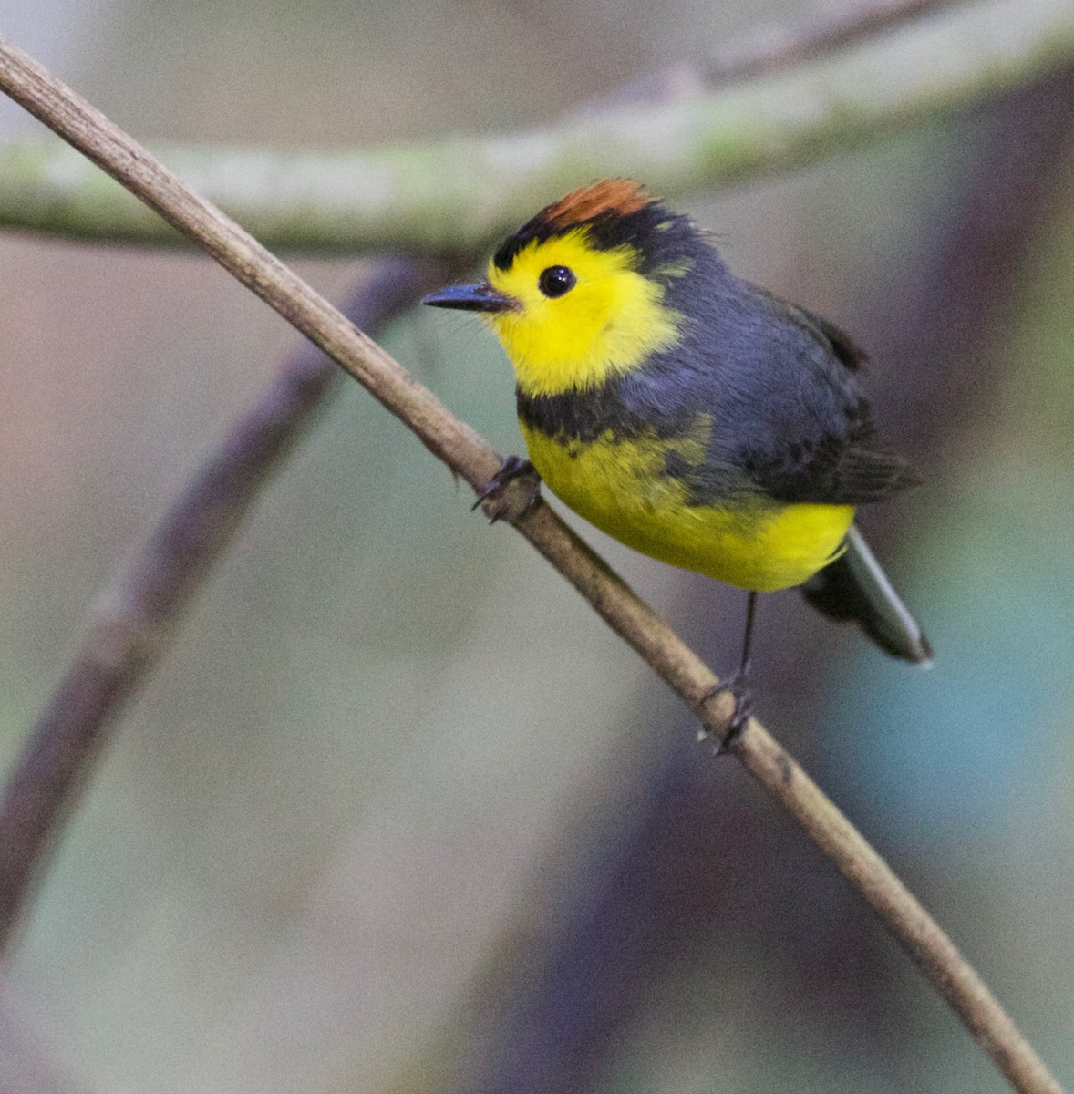 Collared Redstart - Rob O'Donnell