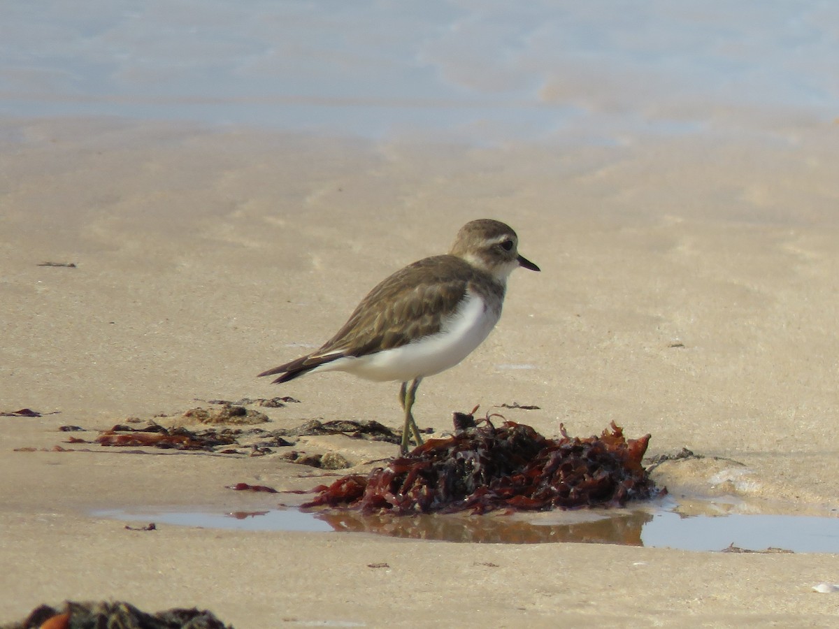 Double-banded Plover - ML90015261