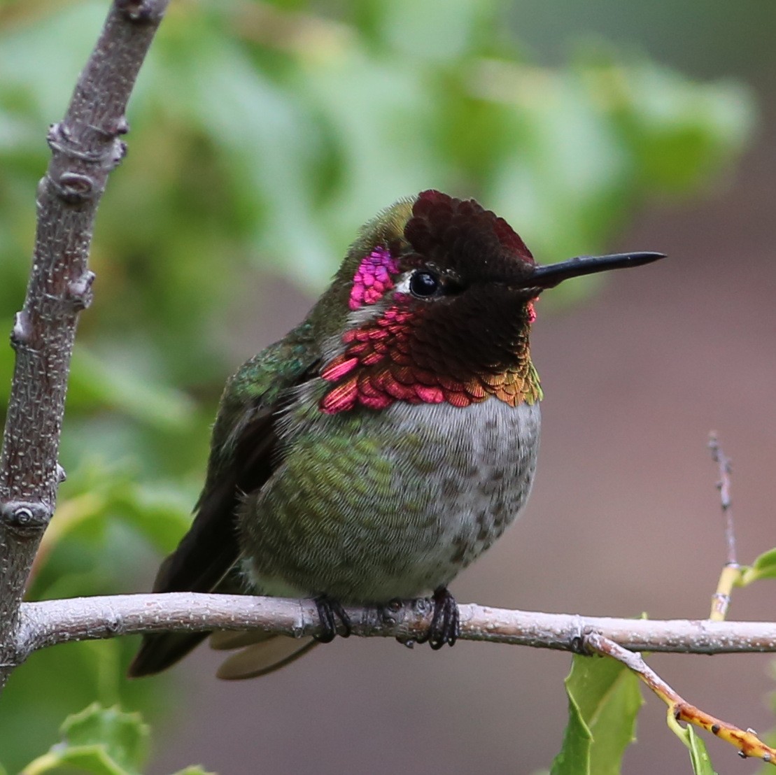 Anna's Hummingbird - Pete Dunten