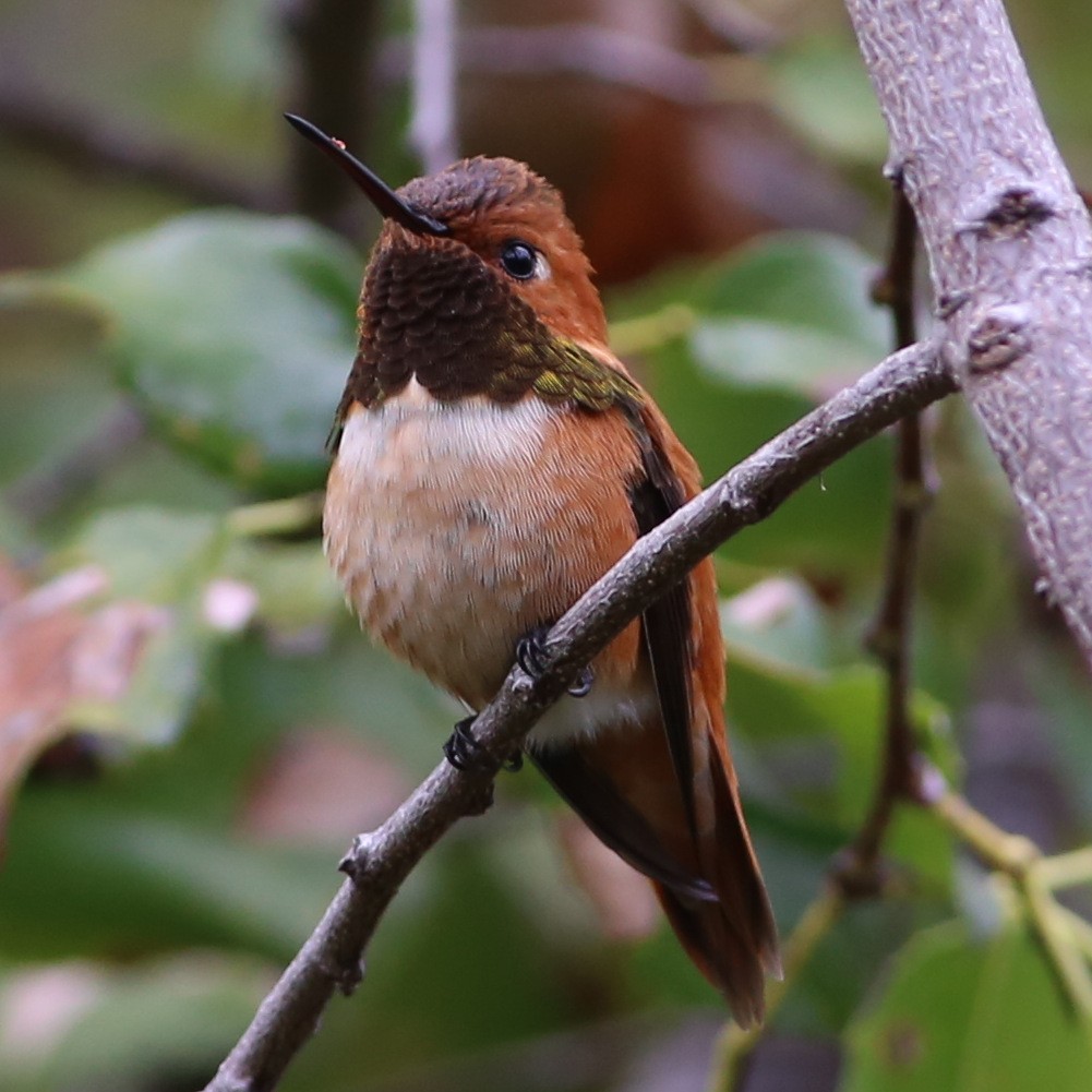Rufous Hummingbird - ML90017321