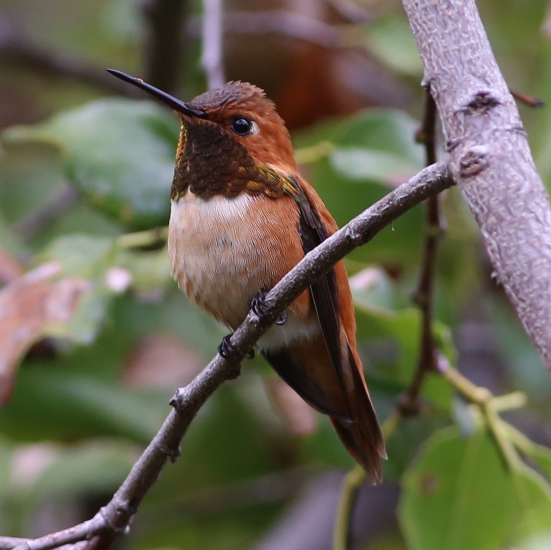 Rufous Hummingbird - ML90017331