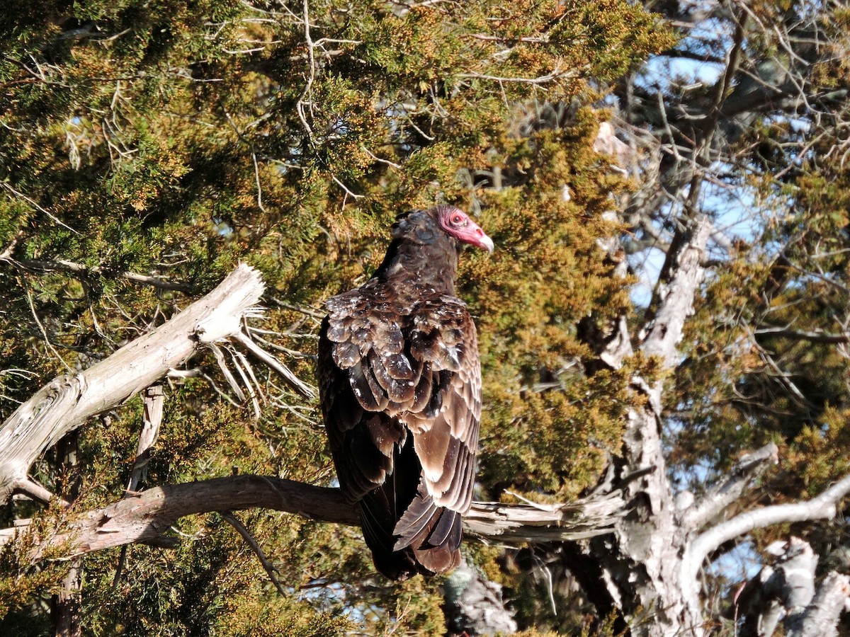 Turkey Vulture - Donna Ortuso