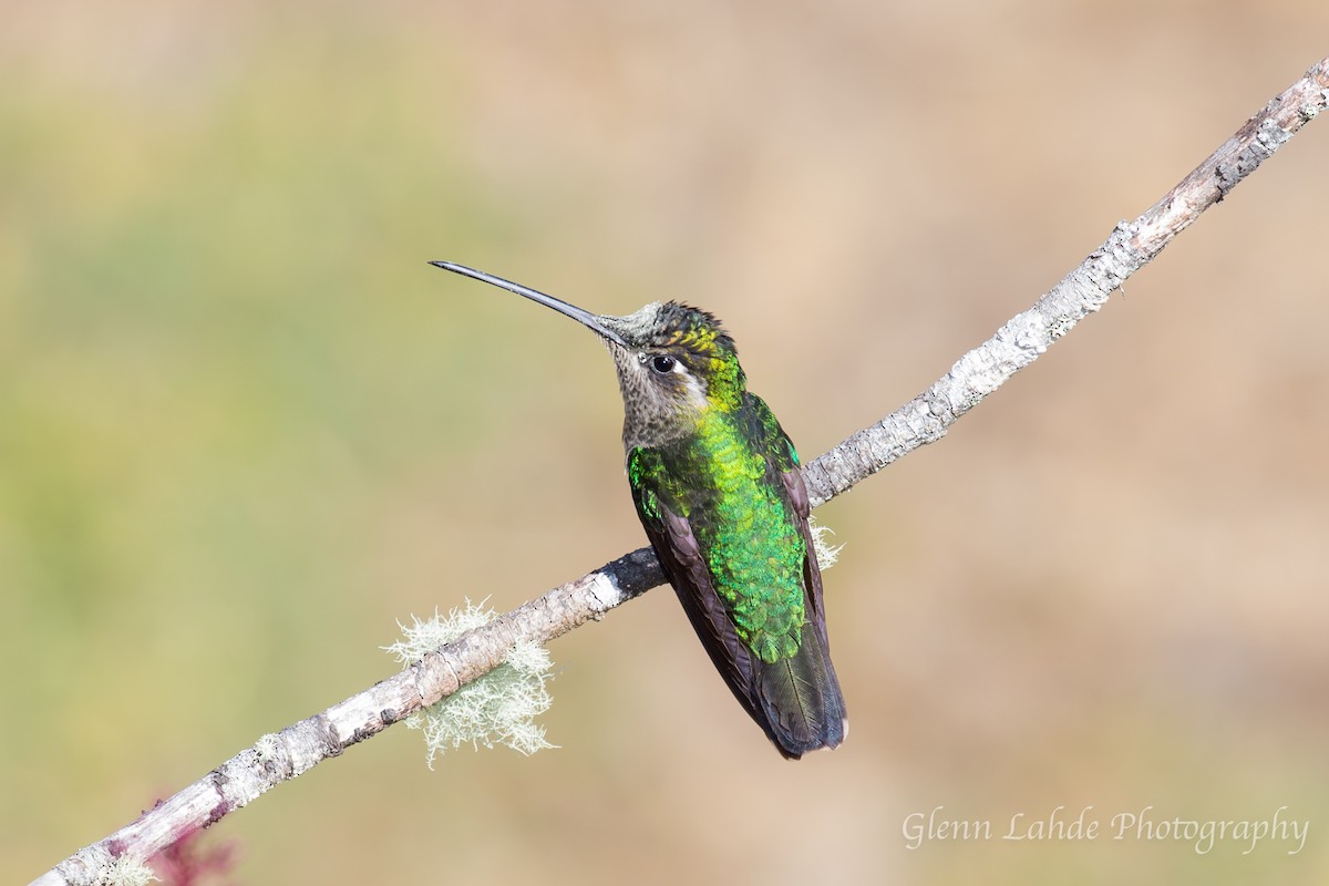 Talamanca Hummingbird - Glenn Lahde