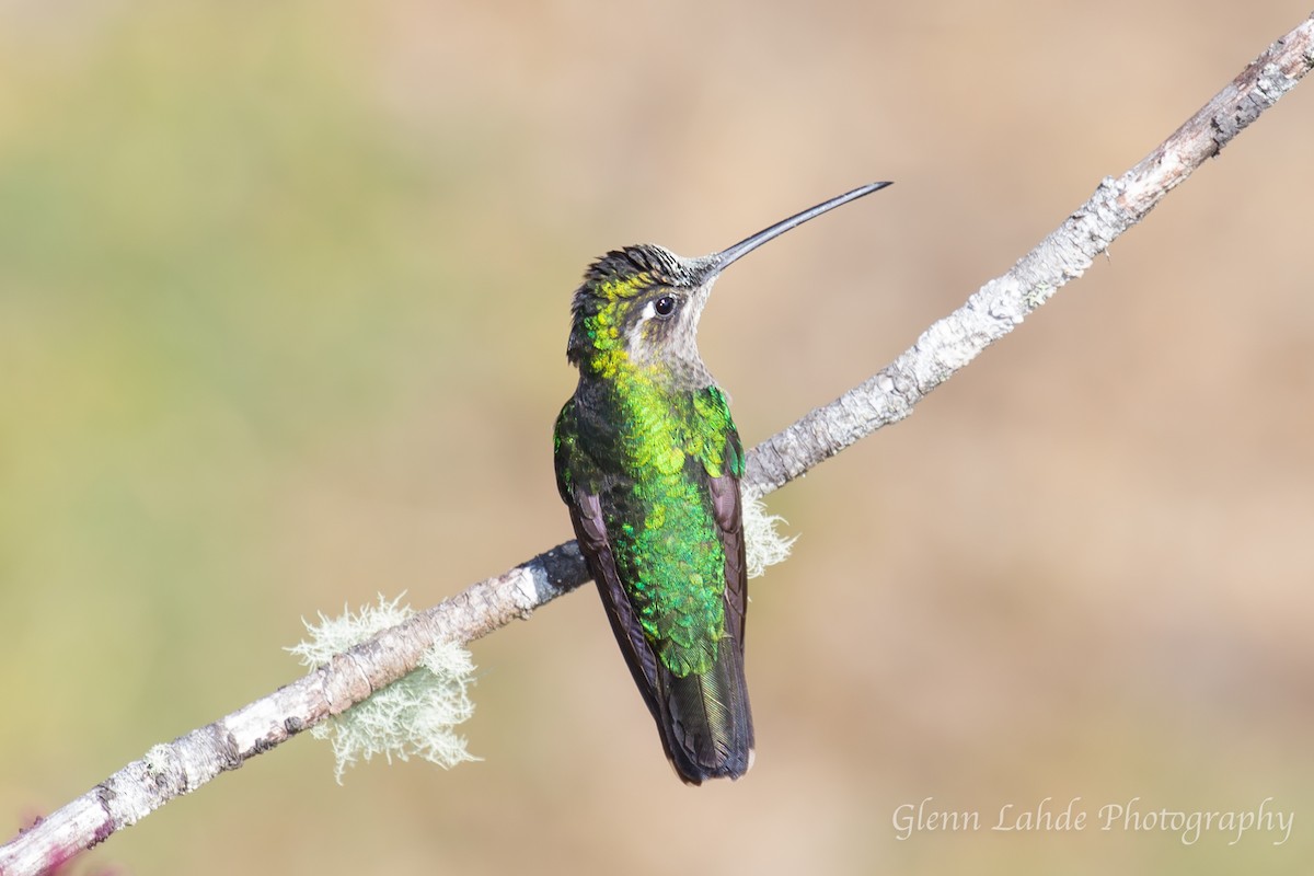 Talamanca Hummingbird - Glenn Lahde