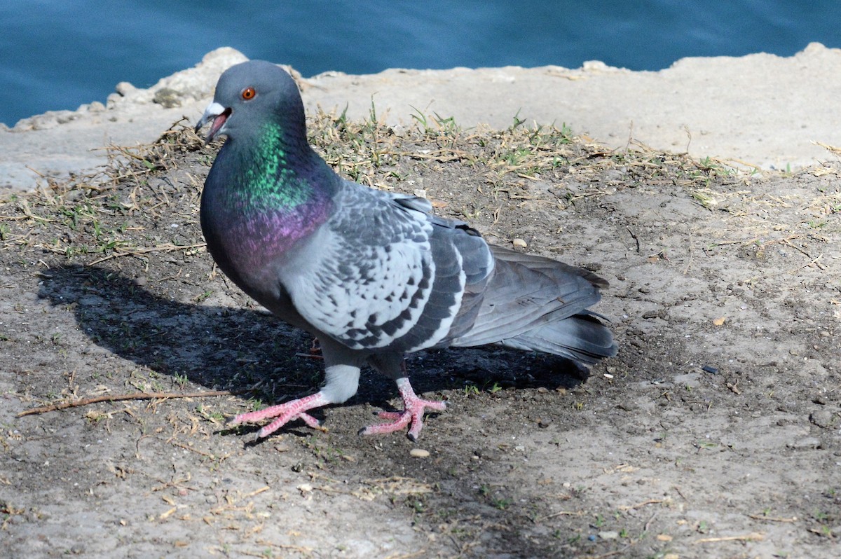 Rock Pigeon (Feral Pigeon) - Robert Neill