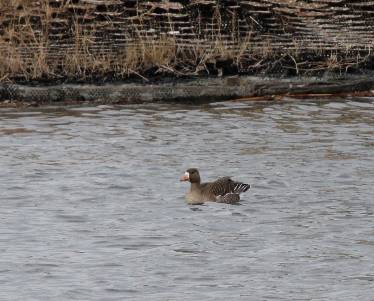 Greater White-fronted Goose - ML90019891