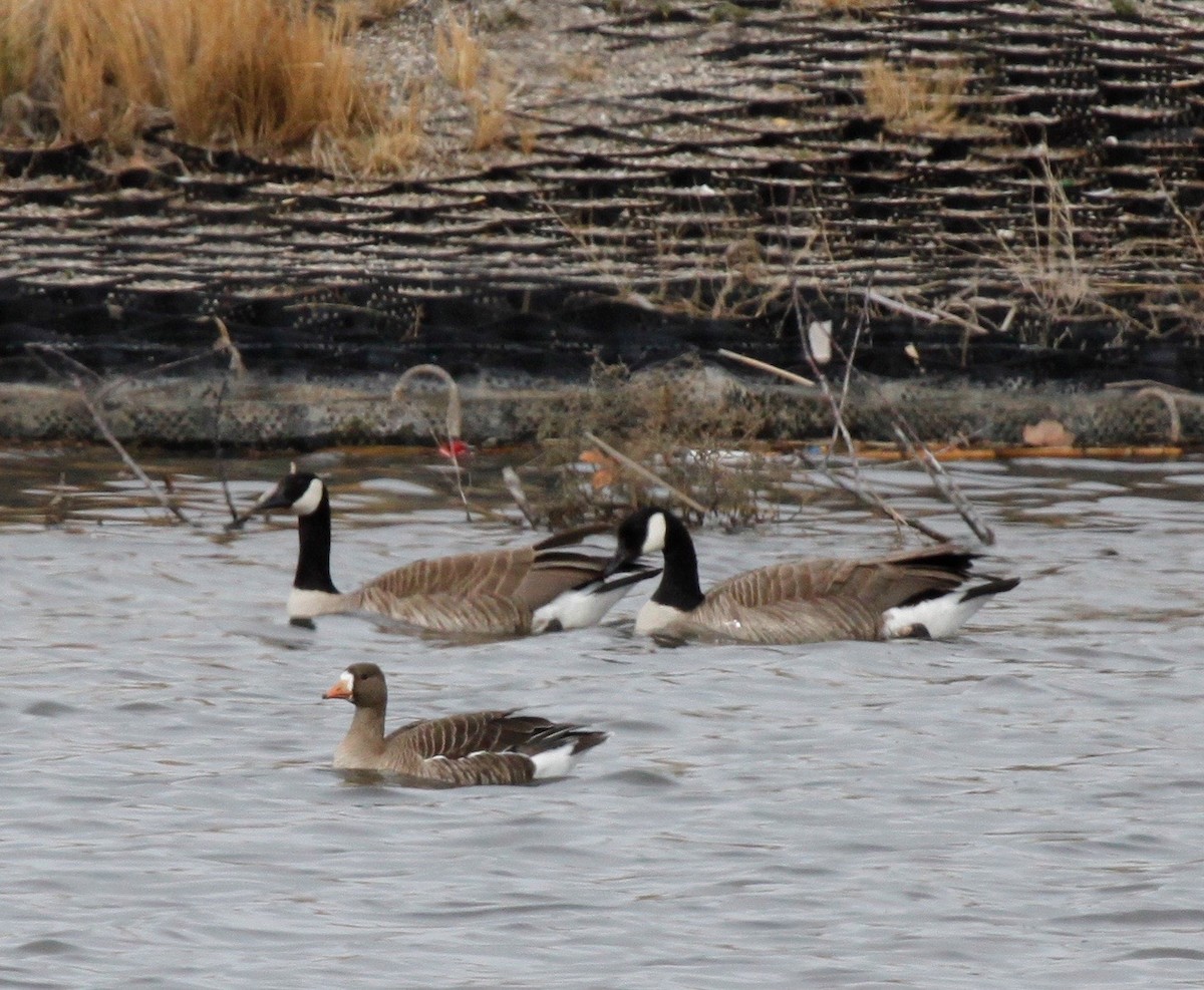 Greater White-fronted Goose - ML90019901