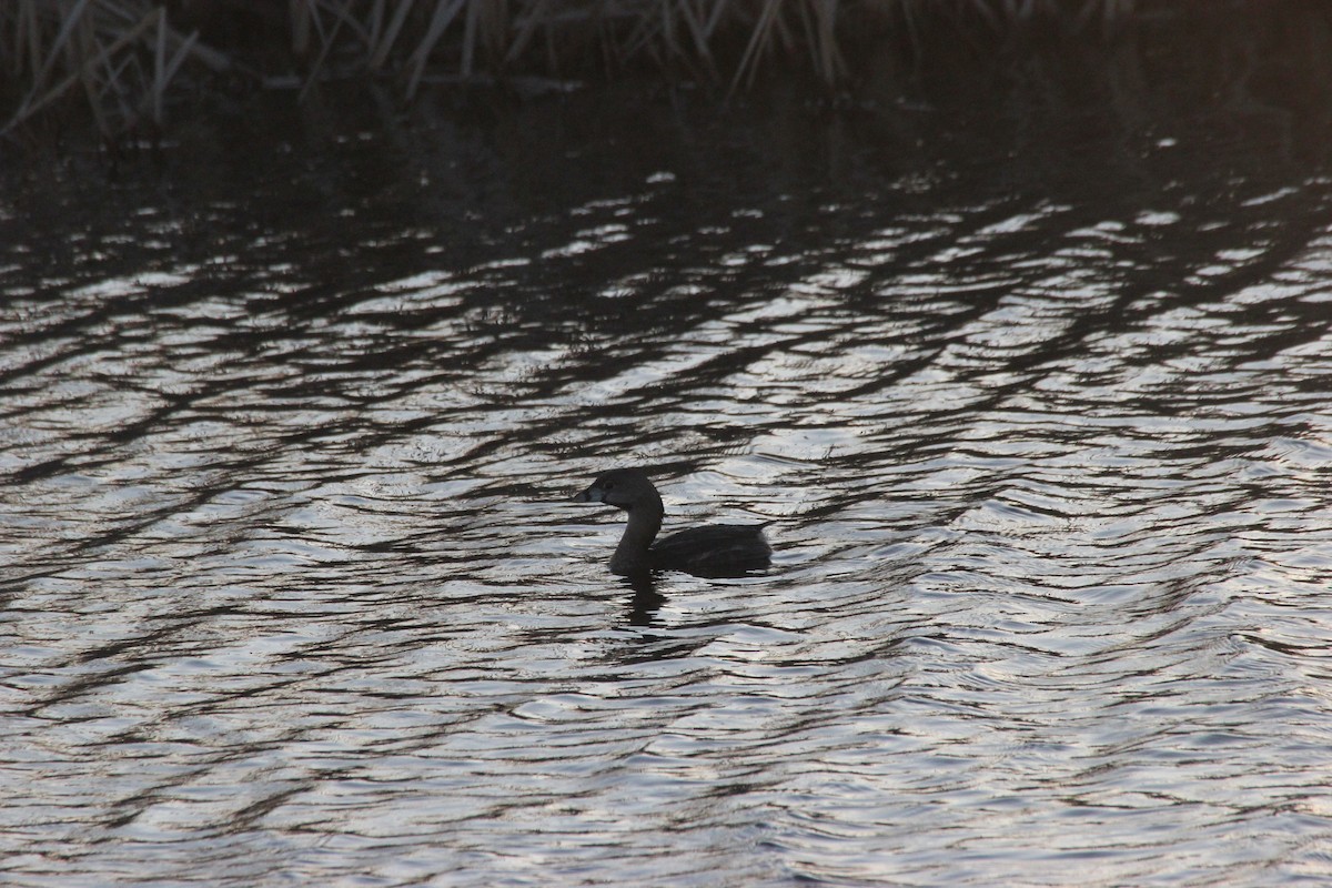 Pied-billed Grebe - Beverly Dant