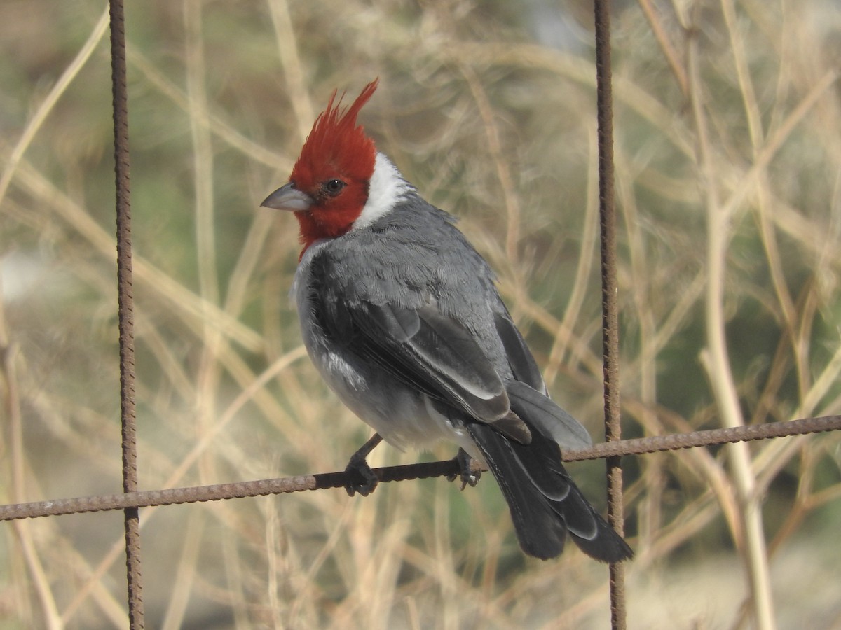 Red-crested Cardinal - Noam Markus
