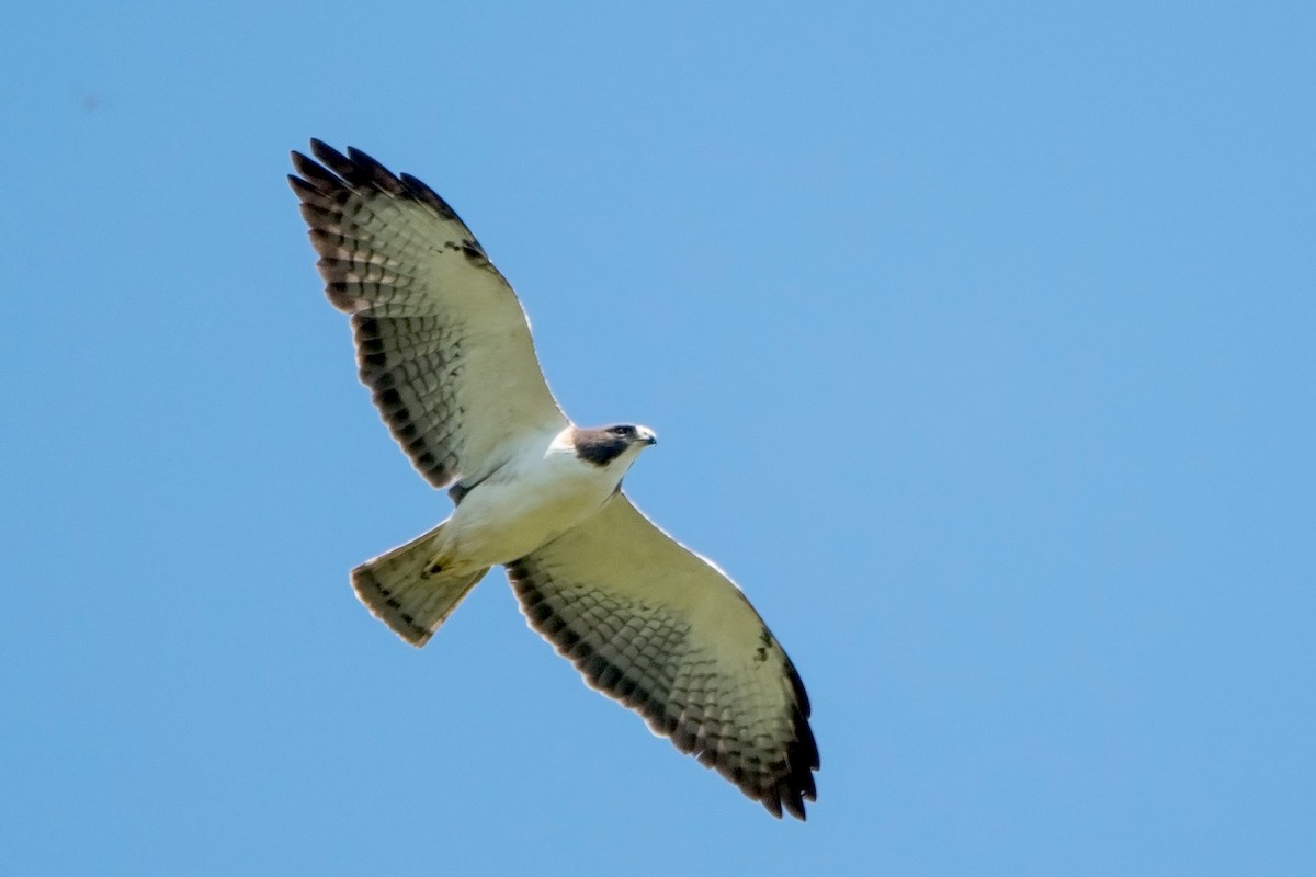 Short-tailed Hawk - Sue Barth