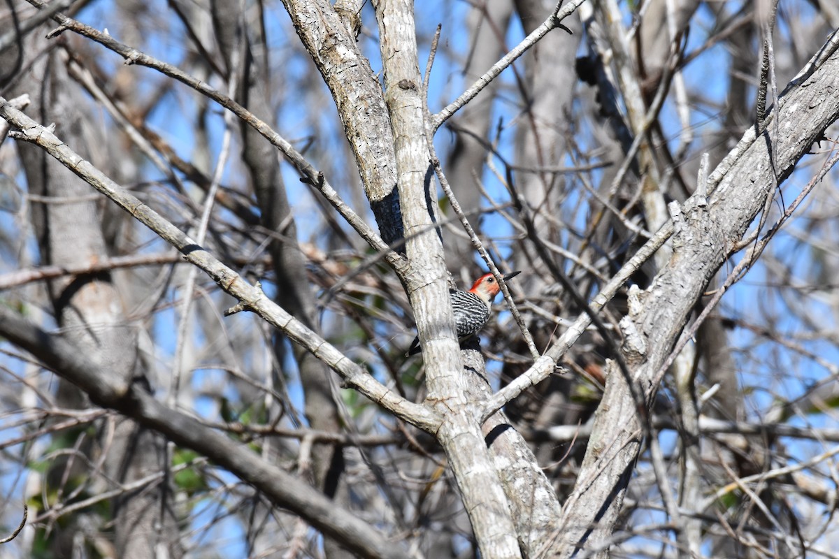 Red-bellied Woodpecker - Alberto Hernandez
