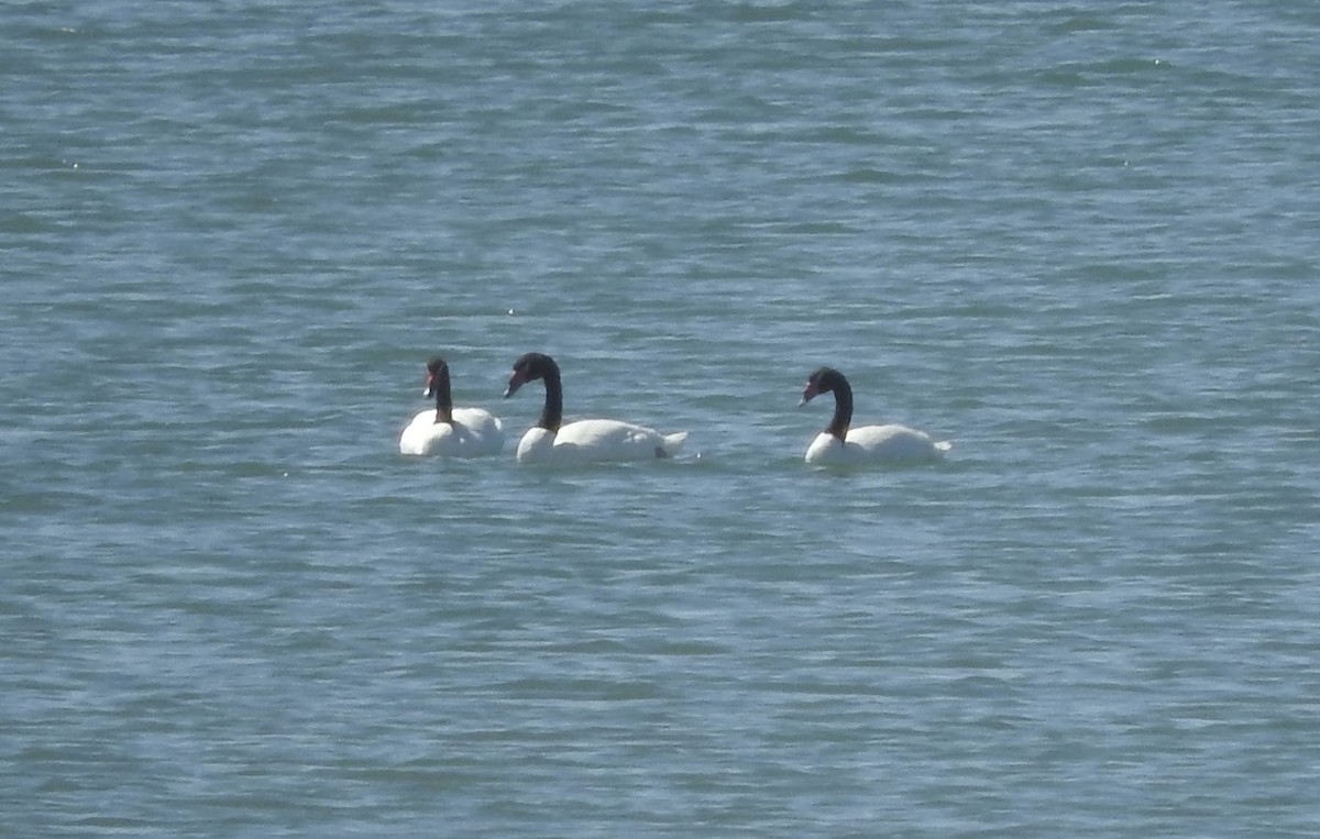 Black-necked Swan - ML90032551