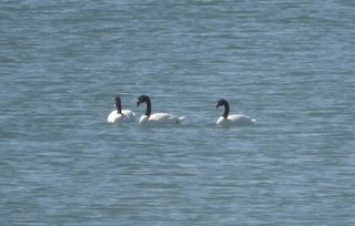 Black-necked Swan, ML90032551